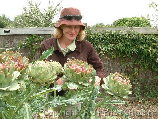 Cardoon Kate 